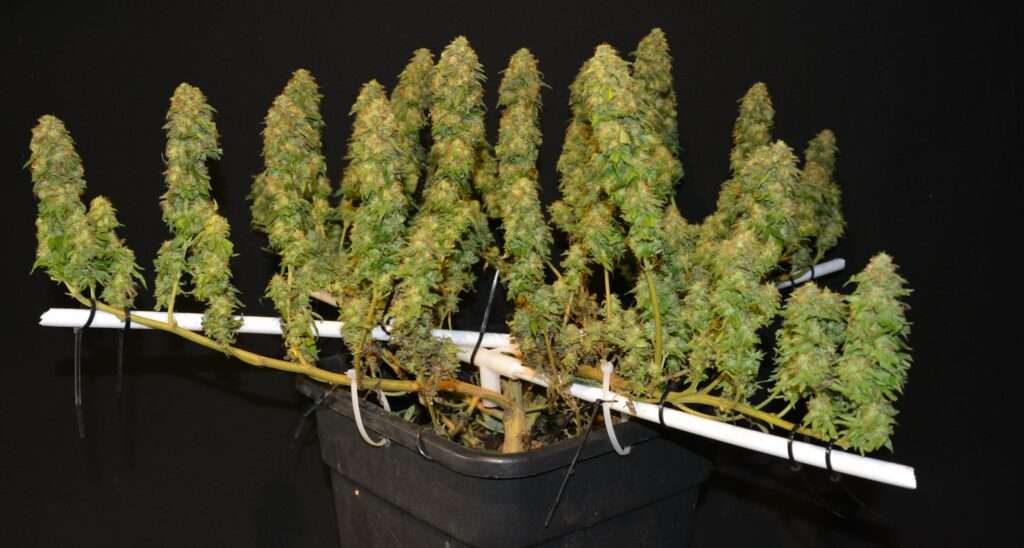 How to get the most yield per plant with Xtreme crop