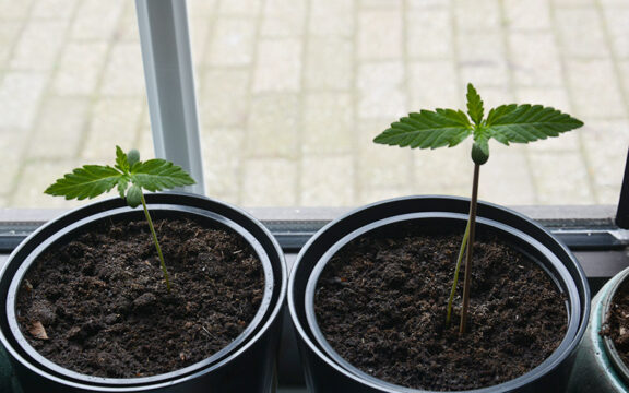 How to Grow Cannabis on Windowsill