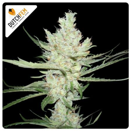 amnesia haze original