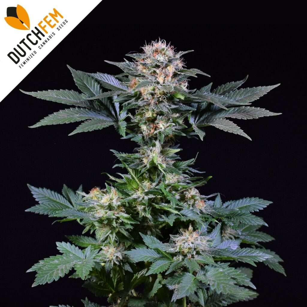 Dutch Dwarf Autoflowering Dutch Dwarf Autoflowering