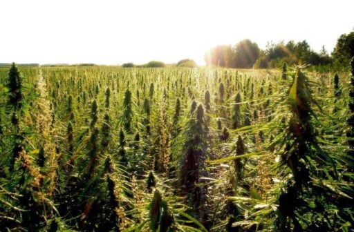 Growing Cannabis Outdoors with Cannabis Seeds