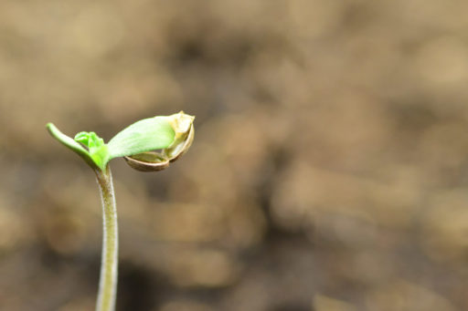 Πώς να βλαστήσετε σπόρους κάνναβης