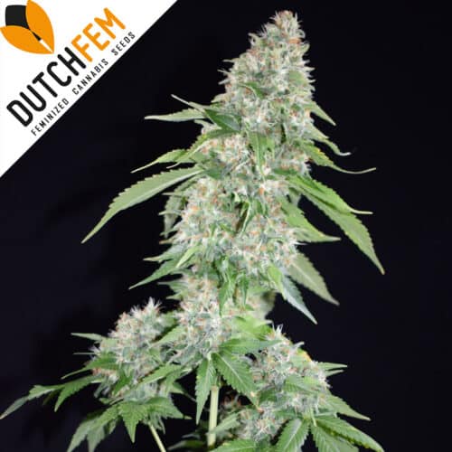 OG Kush XL OG Kush XL