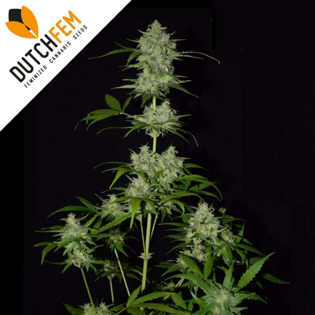 einfachsten autoflowering cannabissorten einfachsten autoflowering cannabissorten