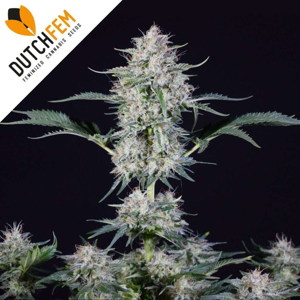 einfachsten autoflowering cannabissorten einfachsten autoflowering cannabissorten