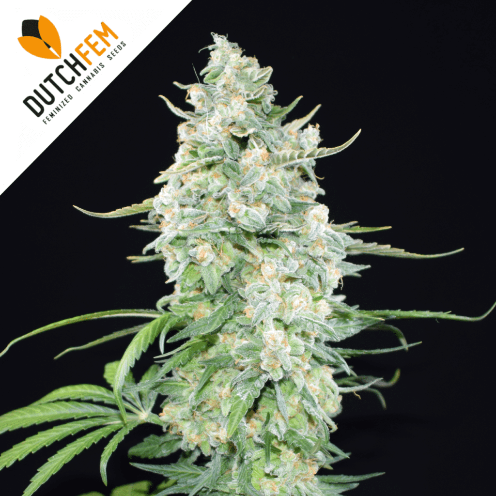 Doctor Diesel Autofloraison Doctor Diesel Autofloraison