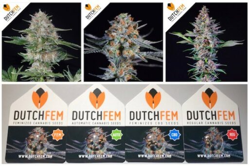 Dutchfem, tu banco de semillas de Cannabis en Holanda