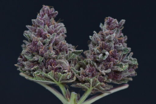 How to grow purple cannabis plants