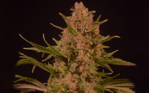 Πως να καλλιεργήσετε μωβ κάνναβη