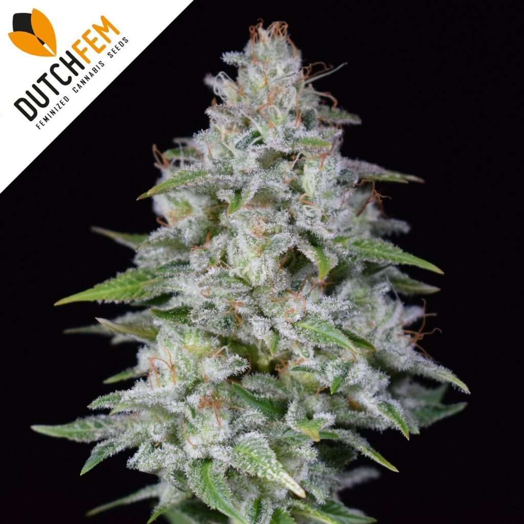 Dutch Dosidos Autoflowering Dutch Dosidos Autoflowering