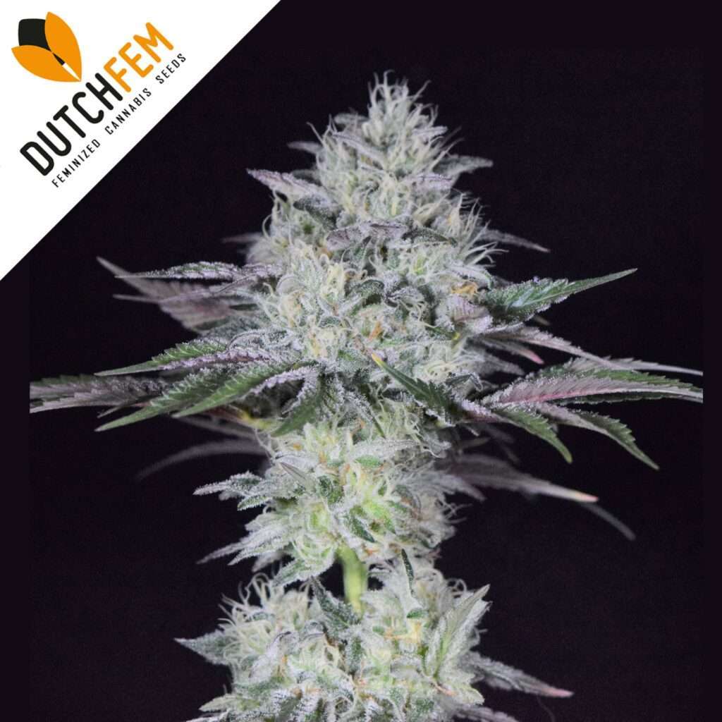 Kweken van autoflowering cannabisplanten: Kweken van autoflowering cannabisplanten: