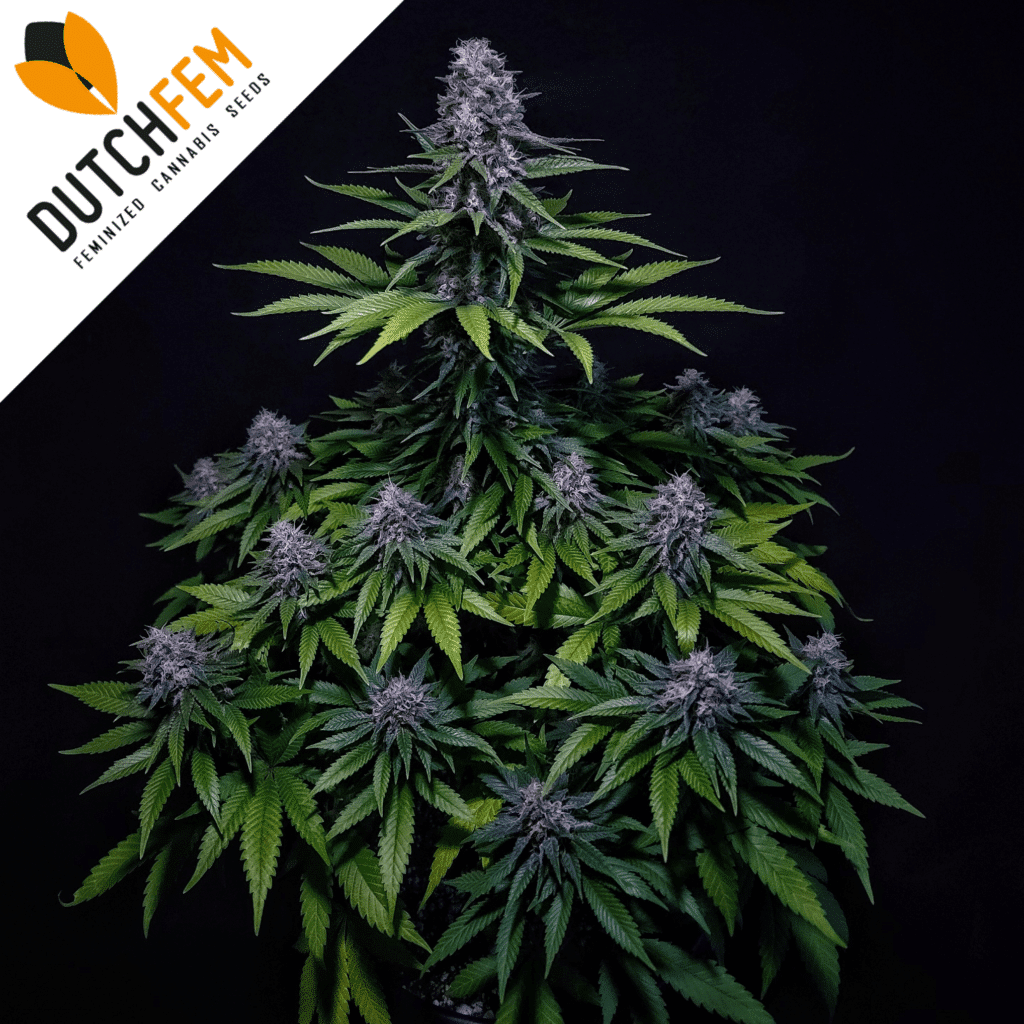 differences autoflowering and feminized differences autoflowering and feminized