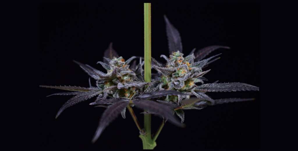 Girl Scout Cookies cannabissoort