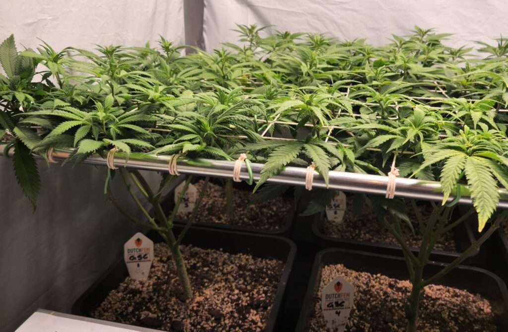 Screen of Green Screen of Green