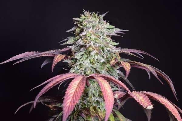 cultivo de semillas feminizadas cultivo de semillas feminizadas