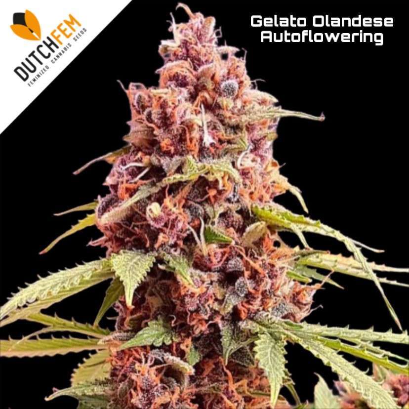 cannabis seeds Cannabis seeds