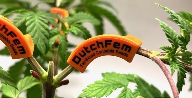 low stress training low stress training