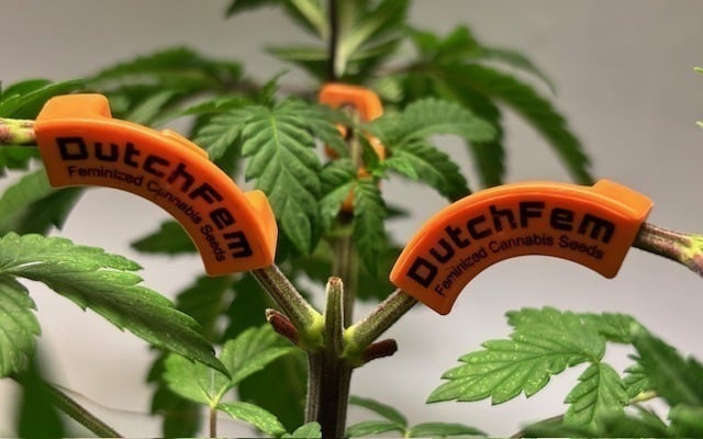 Is growing cannabis difficult Is growing cannabis difficult