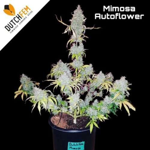 Growing Autoflowering Cannabis Outdoors