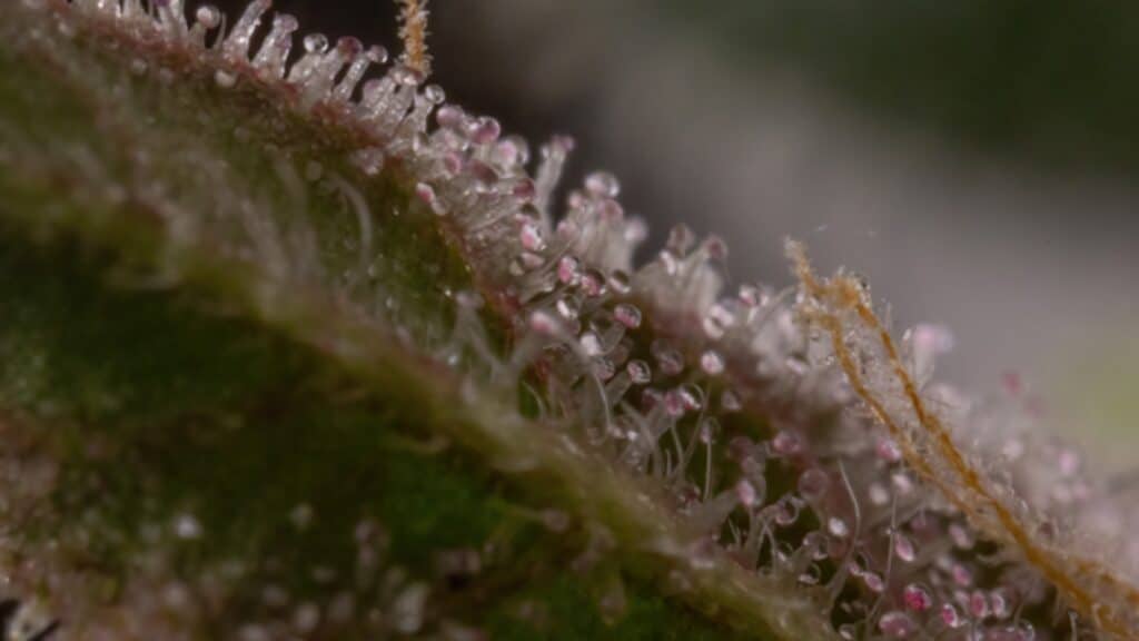 amber trichomes amber trichomes