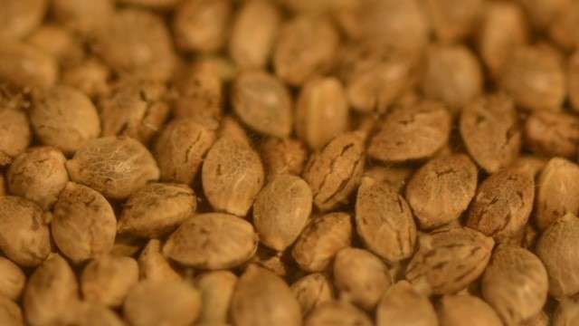 conservare i semi di cannabis?