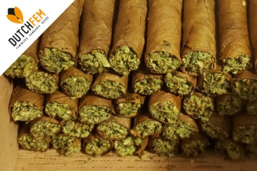 Οι διαφορές μεταξύ Joints, Blunts και Spliffs