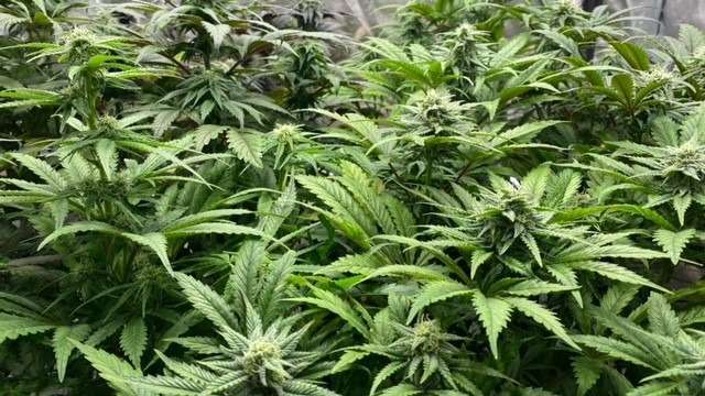 graines de cannabis féminisées graines de cannabis féminisées