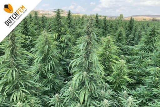 Κατανόηση του τρόπου λειτουργίας της CBD