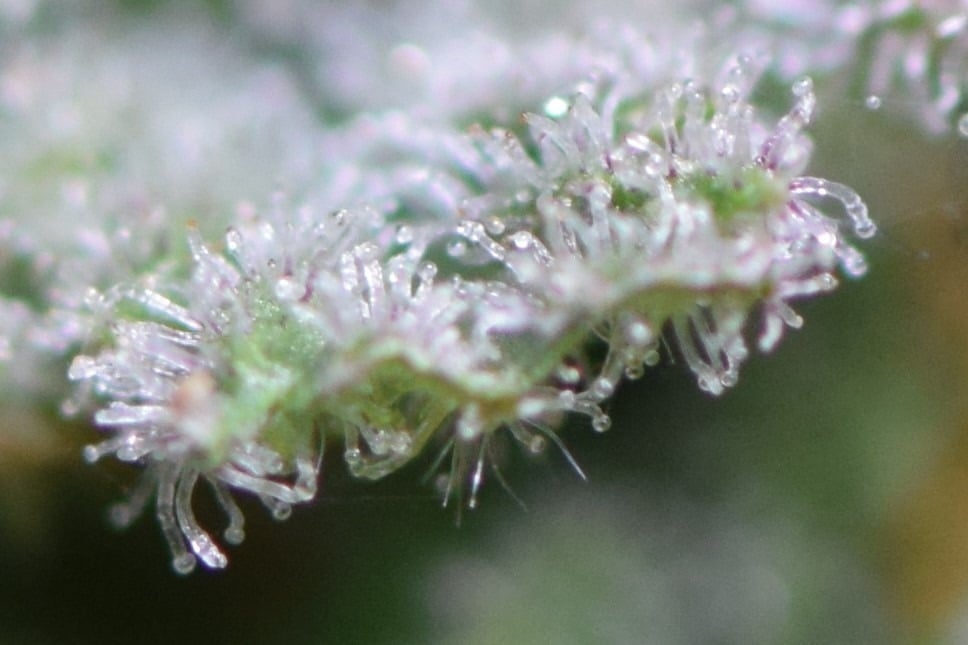 clear trichomes clear trichomes