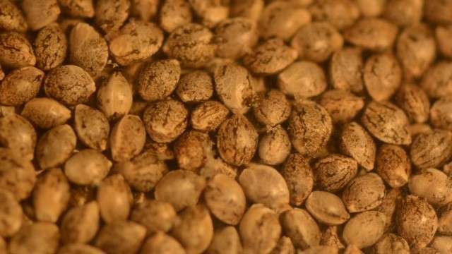 Bulk Seeds