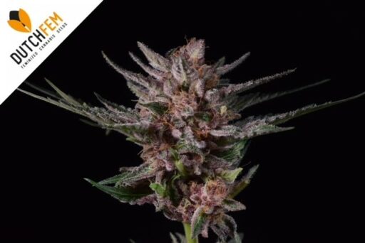 η σημασία του σκοτεινού κύκλου στην καλλιέργεια της κάνναβης