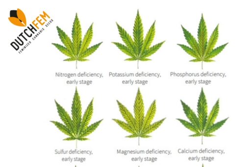 Veelvoorkomende voedingstekorten bij de cannabisteelt begrijpen en aanpakken