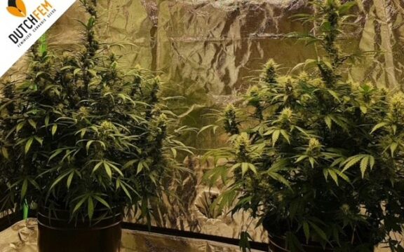 Cultivo de cannabis autofloreciente