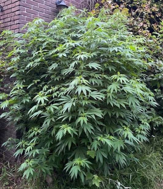 Καλλιέργεια κάνναβης χωρίς λιπάσματα Καλλιέργεια κάνναβης χωρίς λιπάσματα