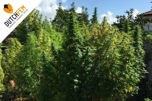 Ένας ολοκληρωμένος οδηγός για εύκολη και φυσική καλλιέργεια κάνναβης