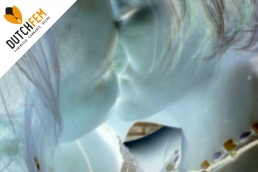 Κάνναβη και Σεξουαλικότητα