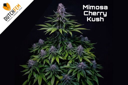Las ventajas de cultivar semillas de cannabis feminizadas fotoperiódicas