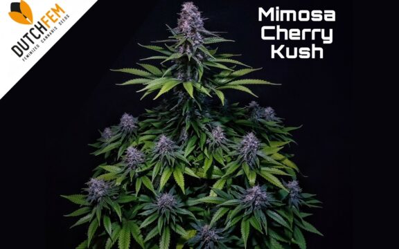 Las ventajas de cultivar semillas de cannabis feminizadas fotoperiódicas