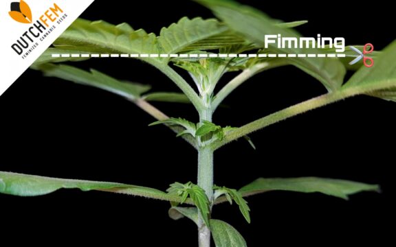 Het fimmen van cannabis maximaliseert de opbrengsten