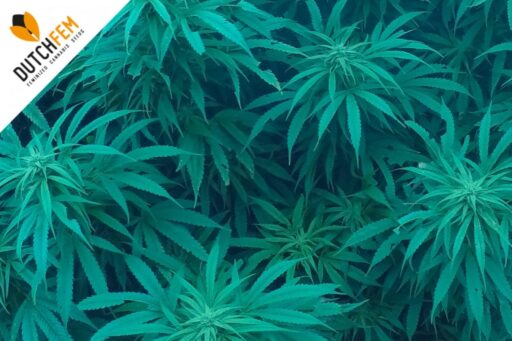 Οι διαφορές μεταξύ Indica και Sativa