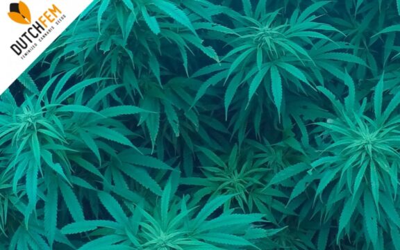 Las diferencias entre índica y sativa