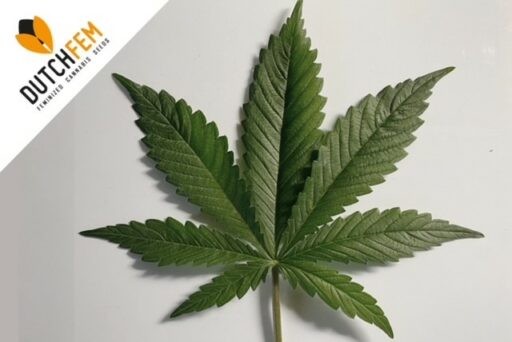 Alles wat je moet weten over Indica + Top5