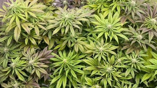 Kweken van gefeminiseerde cannabiszaden Kweken van gefeminiseerde cannabiszaden
