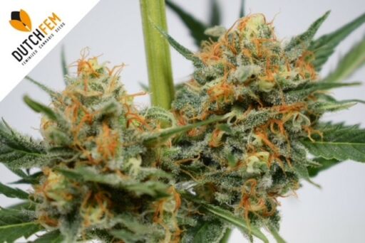 Τα πλεονεκτήματα της καλλιέργειας θηλυκοποιημένων σπόρων κάνναβης