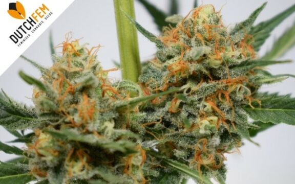 Las ventajas de cultivar semillas de cannabis feminizadas