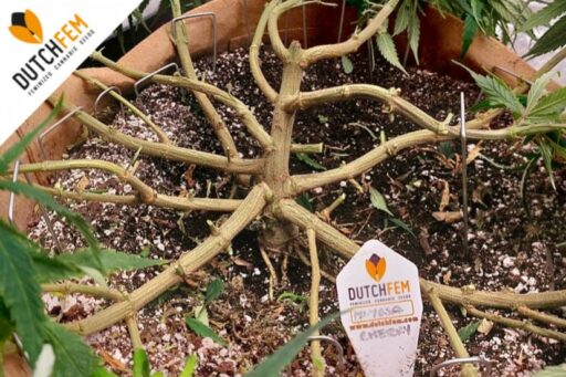 The Advantages of Mainlining Cannabis