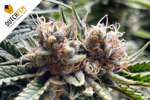 Ποια στελέχη κάνναβης Dutchfem λειτουργούν καλύτερα για την ανακούφιση από τον πόνο;