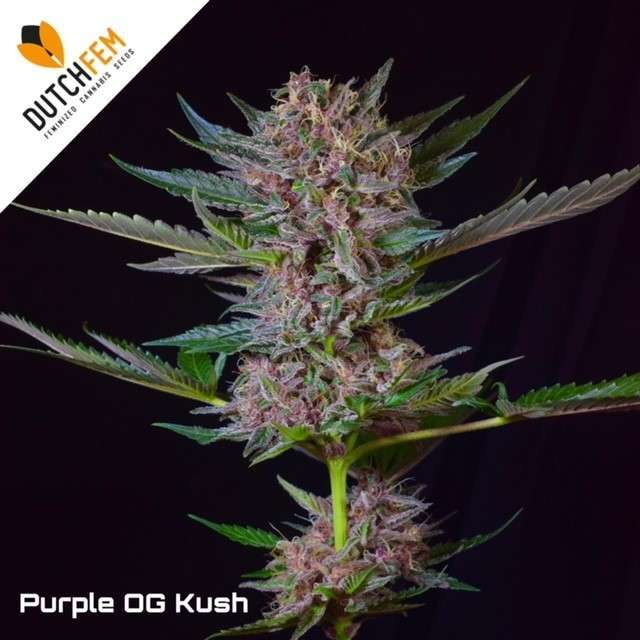 purple og kush