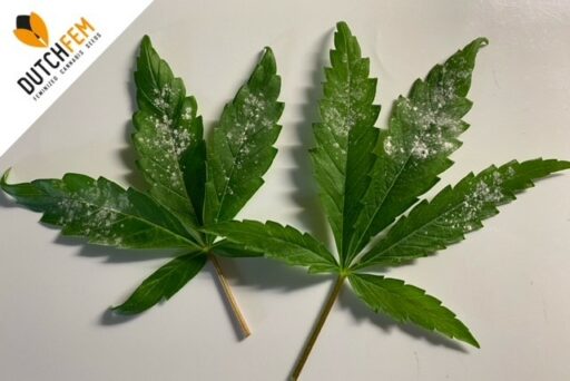 Αναγνώριση και πρόληψη της μούχλας στην κάνναβη