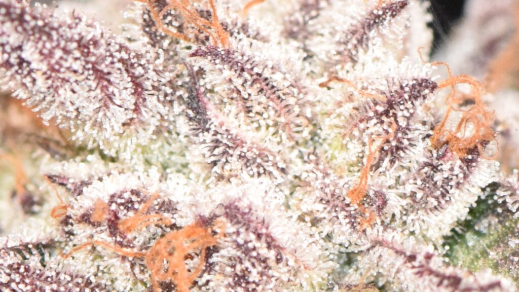 cloudy & milky trichomes cloudy & milky trichomes